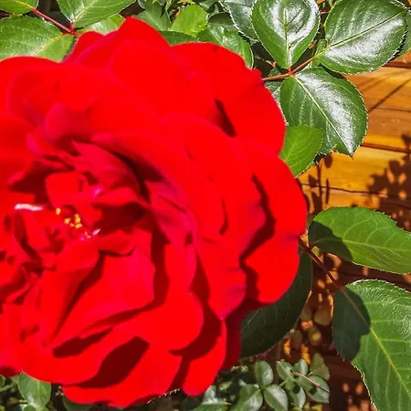 Awesome In With Kitchenette